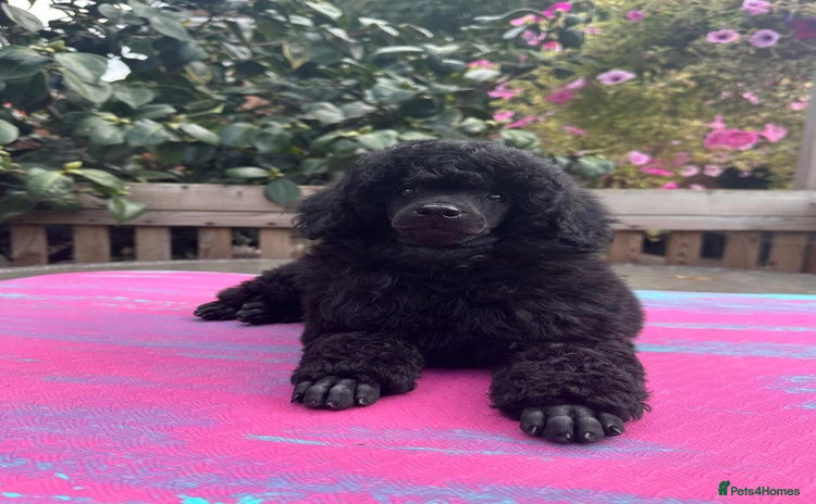 Miniature Poodle dogs - Advert 11