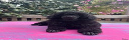 Miniature Poodle dogs for sale: Signature Miniature Poodle Puppies - Advert 10