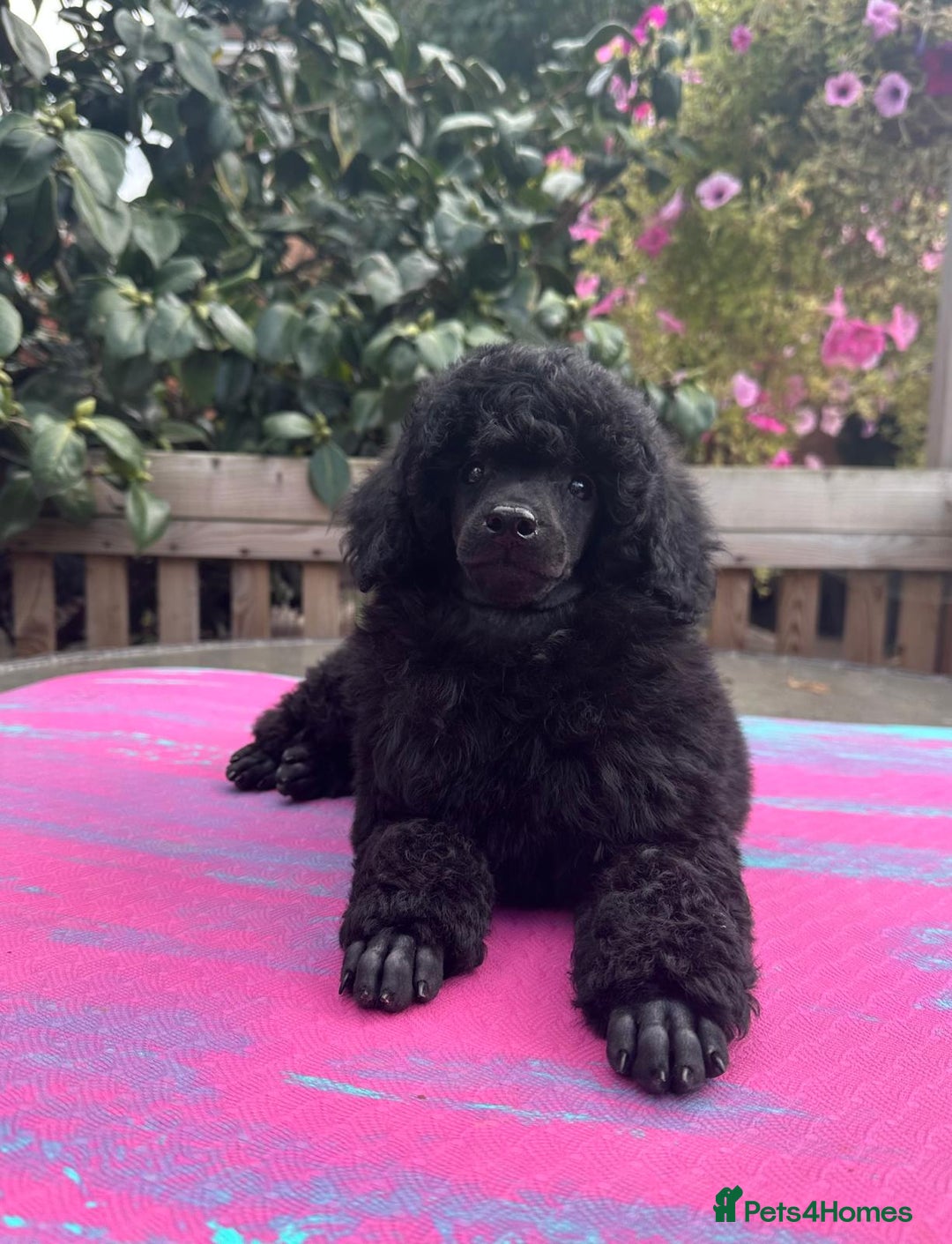 Miniature Poodle dogs for sale: Signature Miniature Poodle Puppies - Image 1