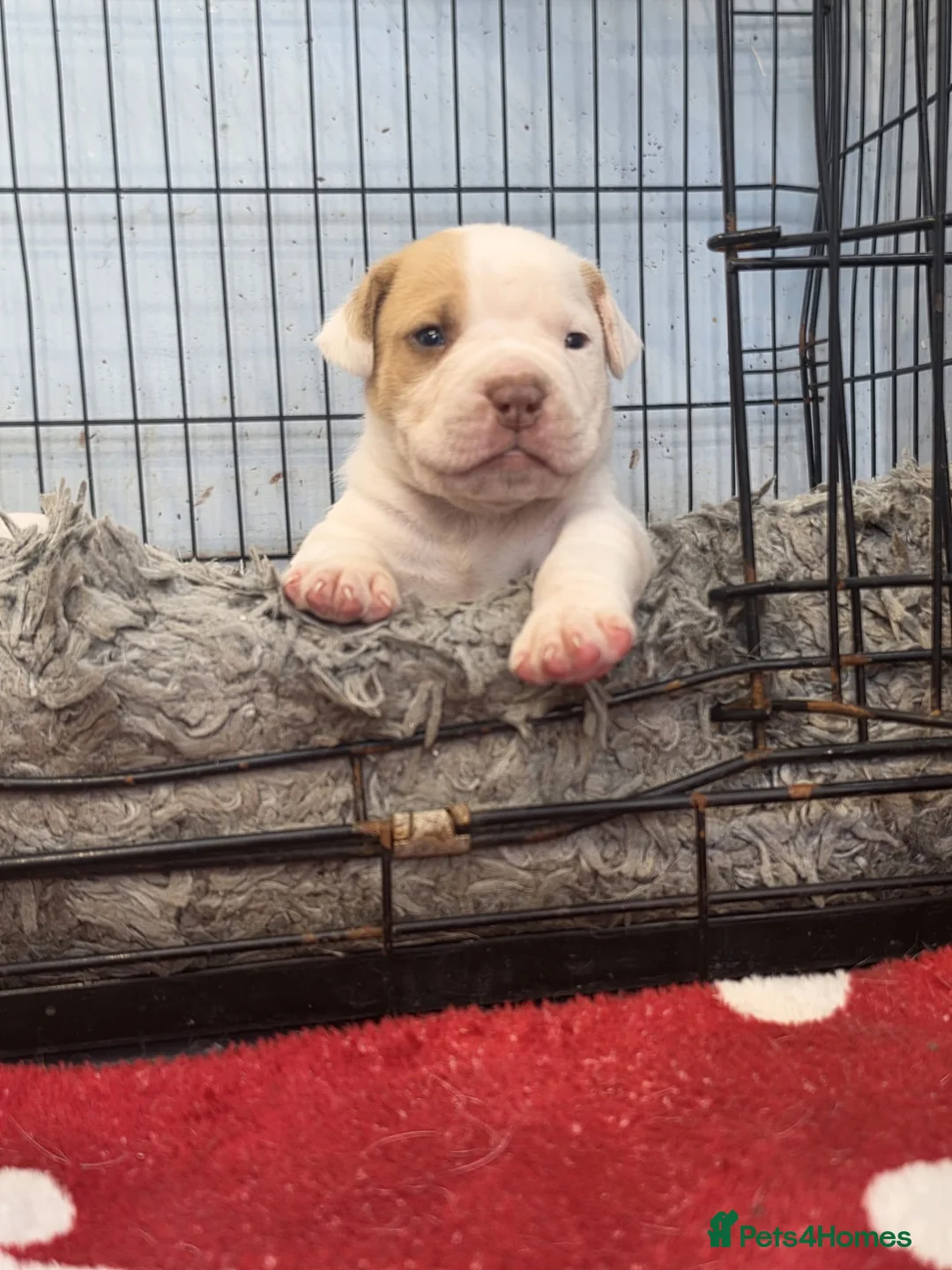 Bullmastiff dogs for sale: Beautiful puppies - Advert 1