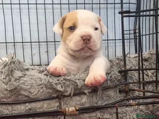 Mixed Breed dogs Beautiful puppies - Advert 18