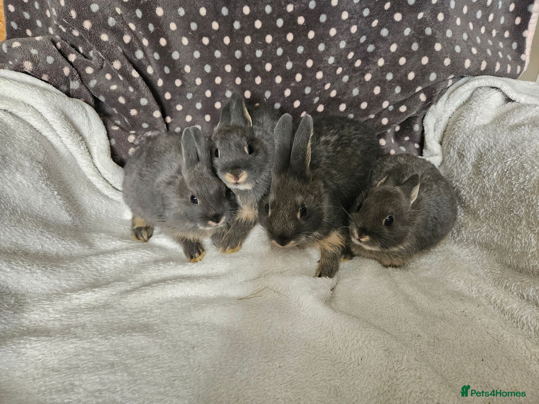 Netherland Dwarf rabbits Blue Netherland Dwarf bunnies  - Advert 2