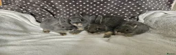 Netherland Dwarf rabbits for sale: Blue Netherland Dwarf bunnies  - Advert 1