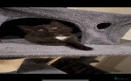 British Longhair cats for sale: 3 Gorgeous Fluffy Cuddly Babies! - Image 6