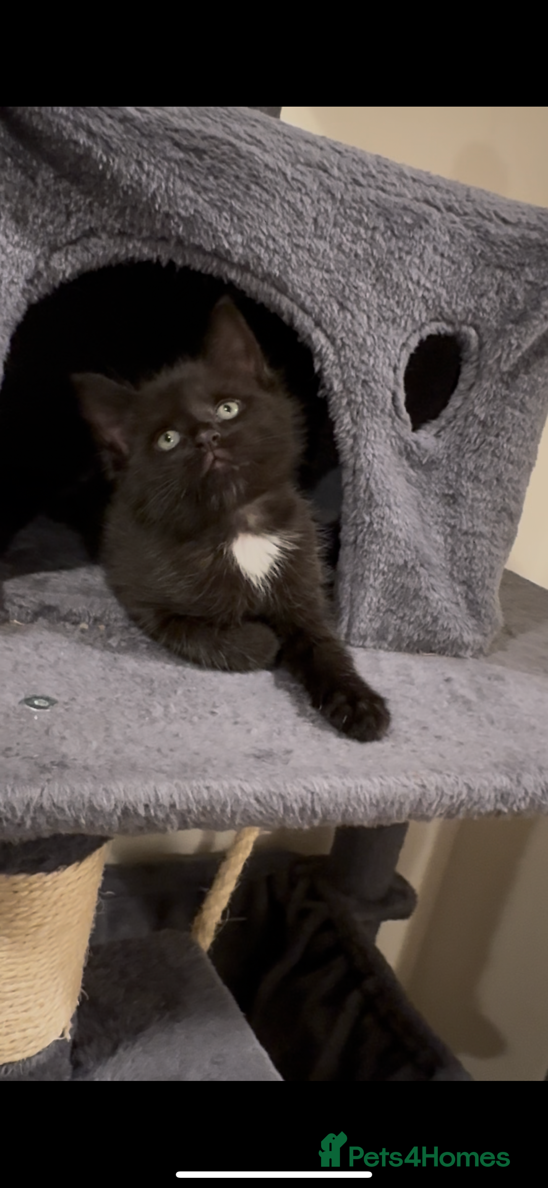 British Longhair cats for sale: 3 Gorgeous Fluffy Cuddly Babies! - Image 6