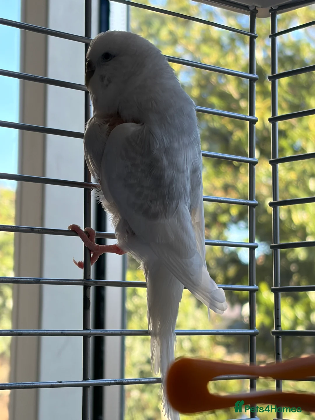 Budgerigars birds for sale: 2 young budgies and their mother for sale - Advert 10