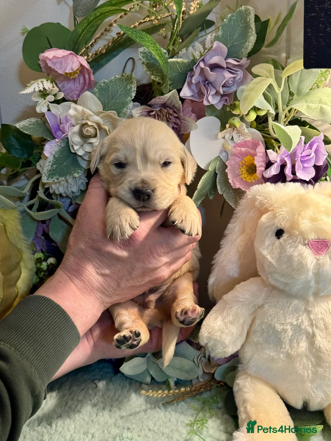 Golden Retriever dogs for sale: 9 gorgeous kc reg golden retriever puppies  - Advert 7