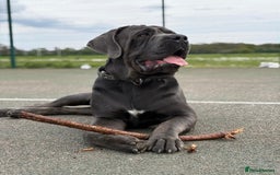 Cane Corso dogs for stud: Big Baloo 🦍🐻🦁 - Image 12