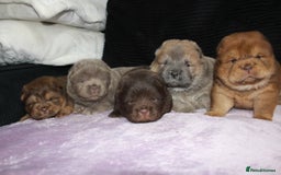 Chow Chow dogs for sale: CHOC🍫LILAC🌪️Champion KC reg🏆 pedigree chow chow - Image 13