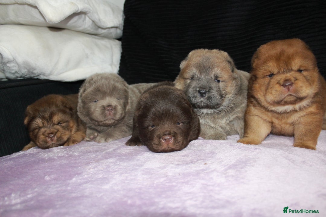 Chow Chow dogs for sale: CHOC🍫LILAC🌪️Champion KC reg🏆 pedigree chow chow - Image 13