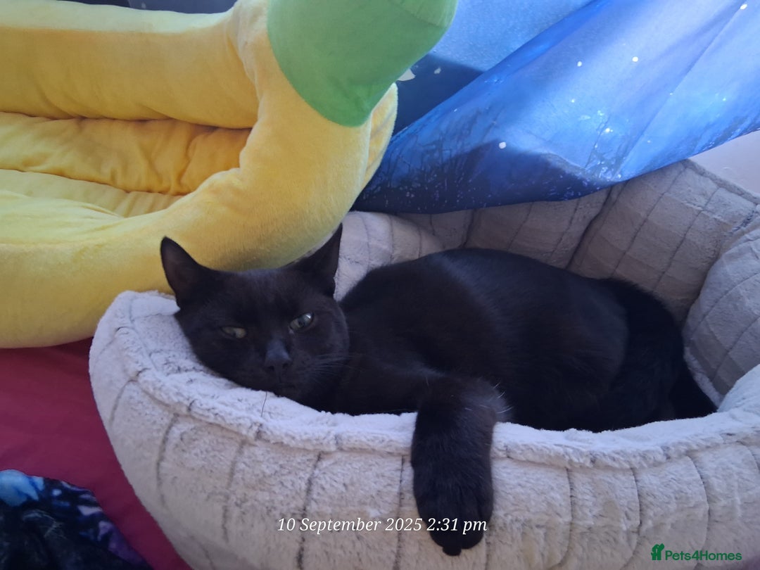 Domestic Shorthair cats for sale: 4 BLACK CATS FOR REHOME. - Advert 21