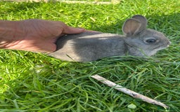 Netherland Dwarf rabbits for sale: Beautiful Netherland dwarf baby bunnies  - Image 9