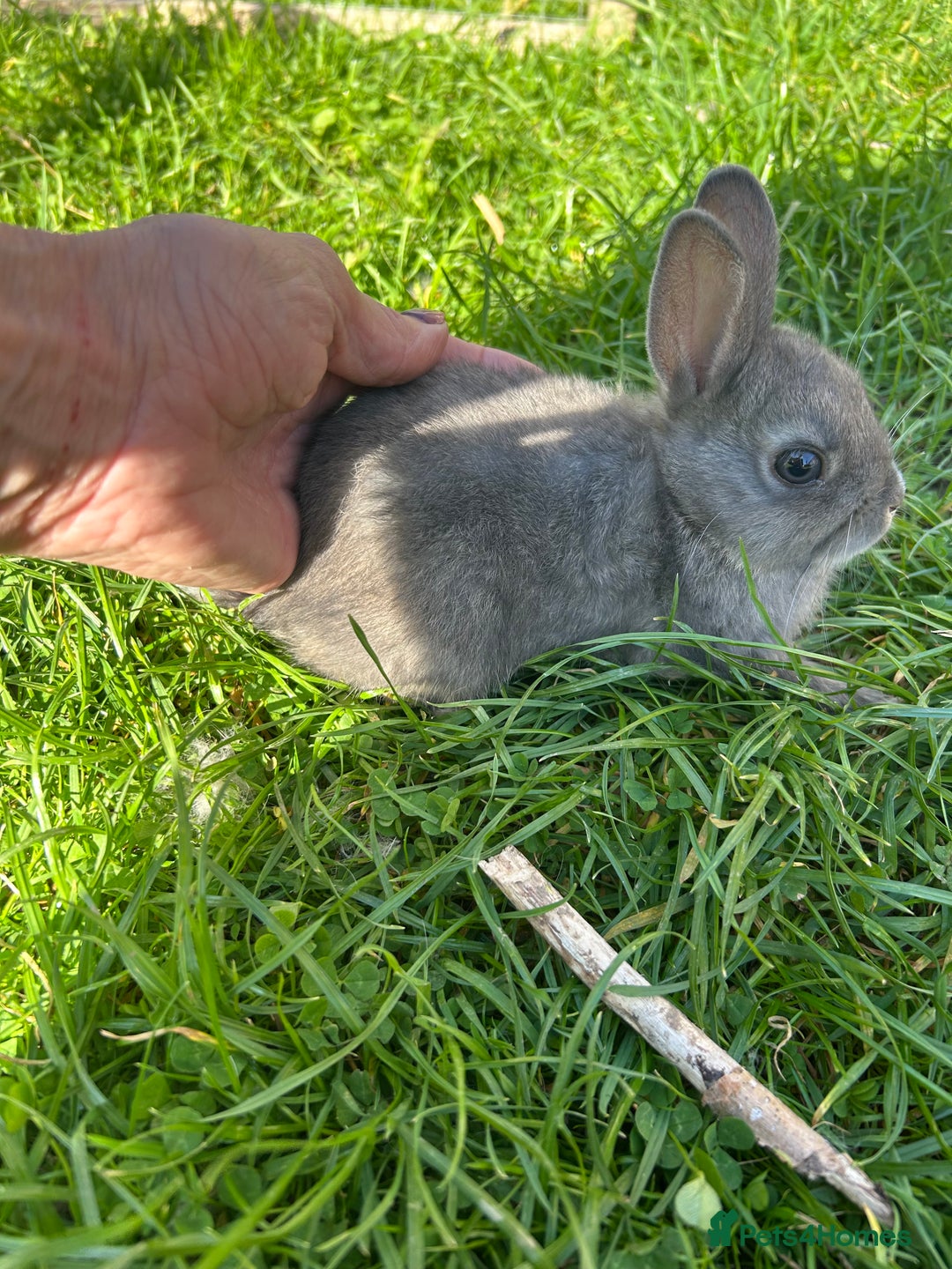 Netherland Dwarf rabbits for sale: Beautiful Netherland dwarf baby bunnies  - Image 9
