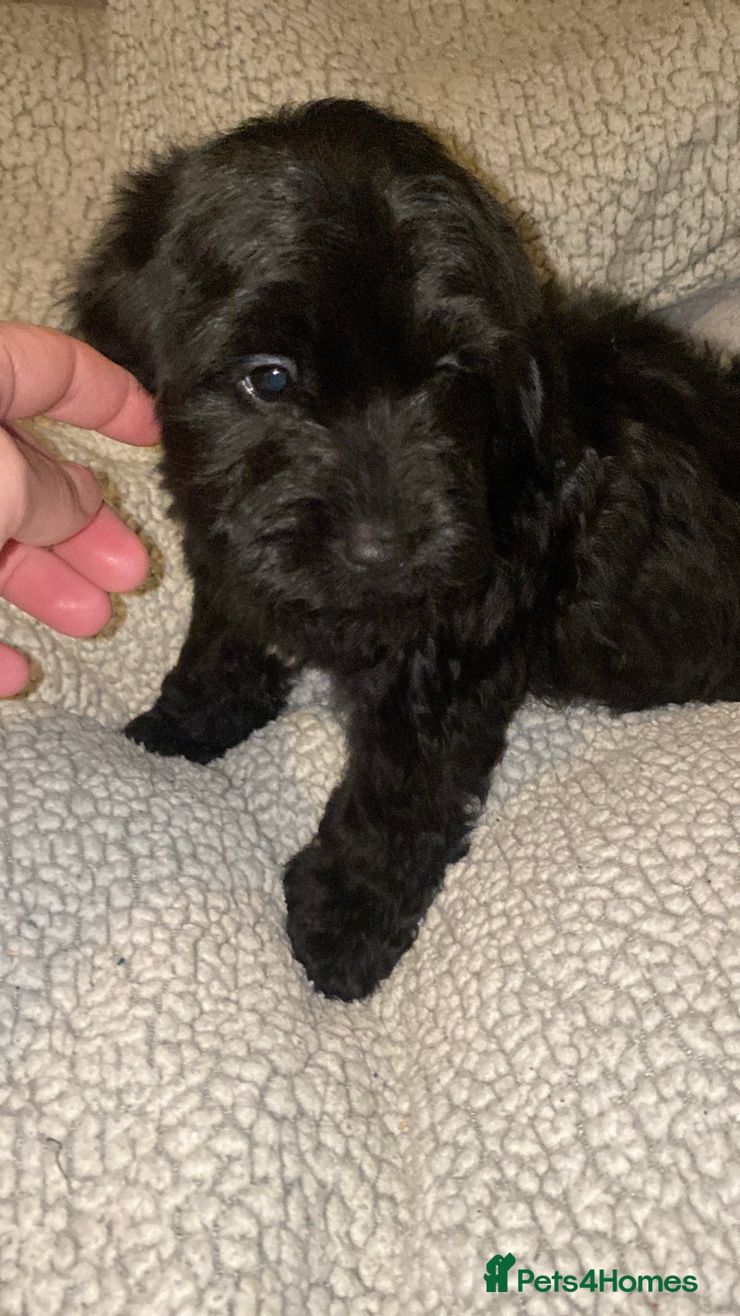 Cockapoo dogs for sale: Cockerpoo puppy’s  - Advert 8