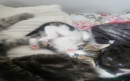 British Longhair cats for sale: Beautiful kittens for sale - Image 9