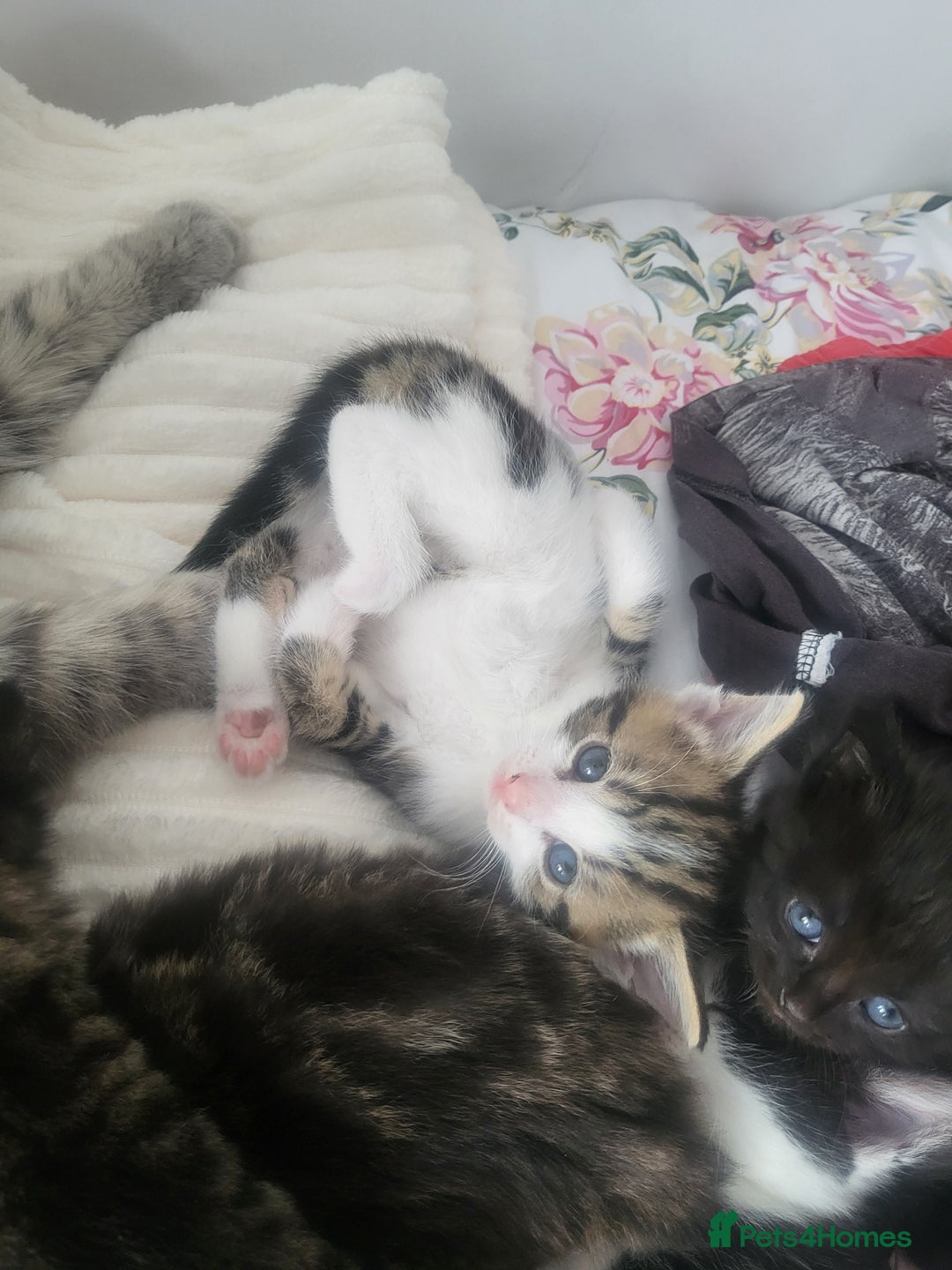 British Longhair cats for sale: Beautiful kittens for sale - Image 9
