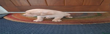 Puppy 4