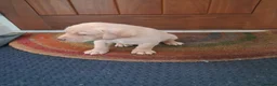Labrador Retriever dogs for sale: KC Red Labrador Pups for sale - Advert 8