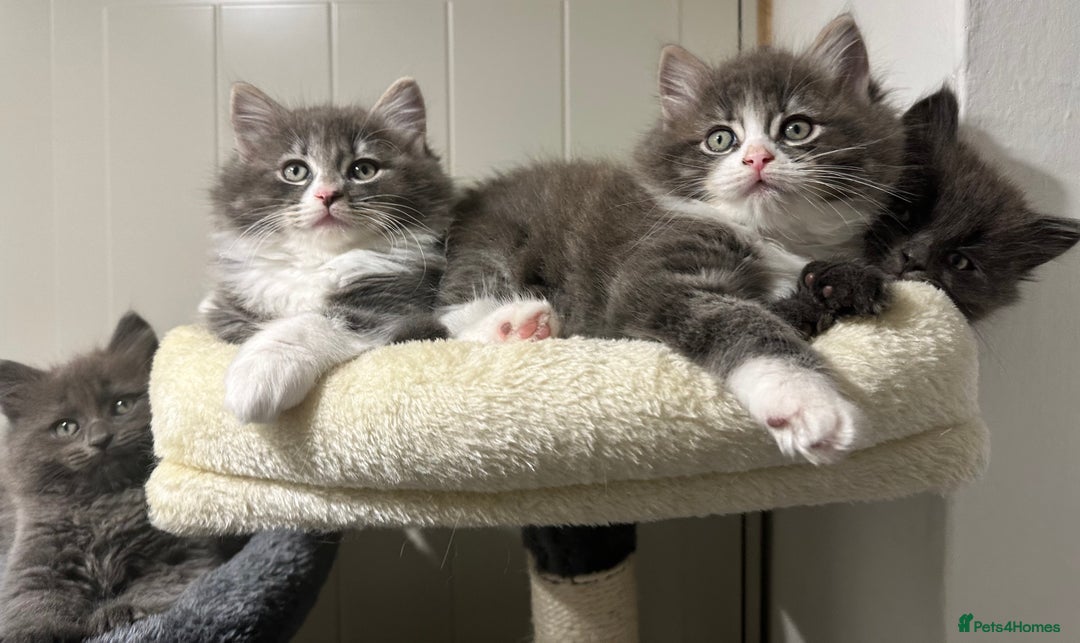 Norwegian Forest Cat cats for sale: 7 Exceptionally beautiful Norwegian Forest kittens - Advert 22