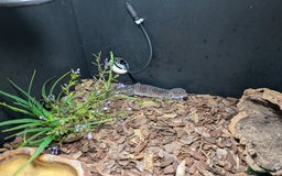 Gecko reptiles for sale: Female gecko for sale  - Image 6