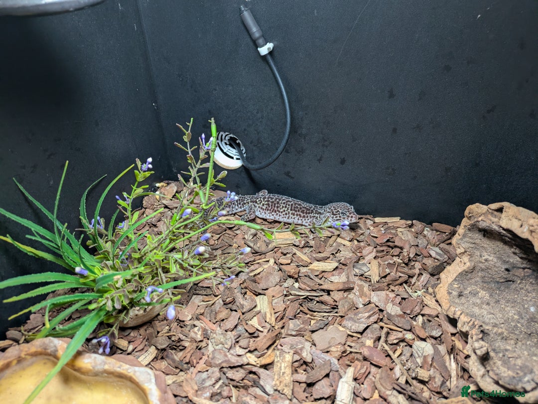 Gecko reptiles for sale: Female gecko for sale  - Image 6