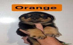 Rottweiler dogs for sale: 11 Chucky Rottweiler puppies for sale  - Image 28