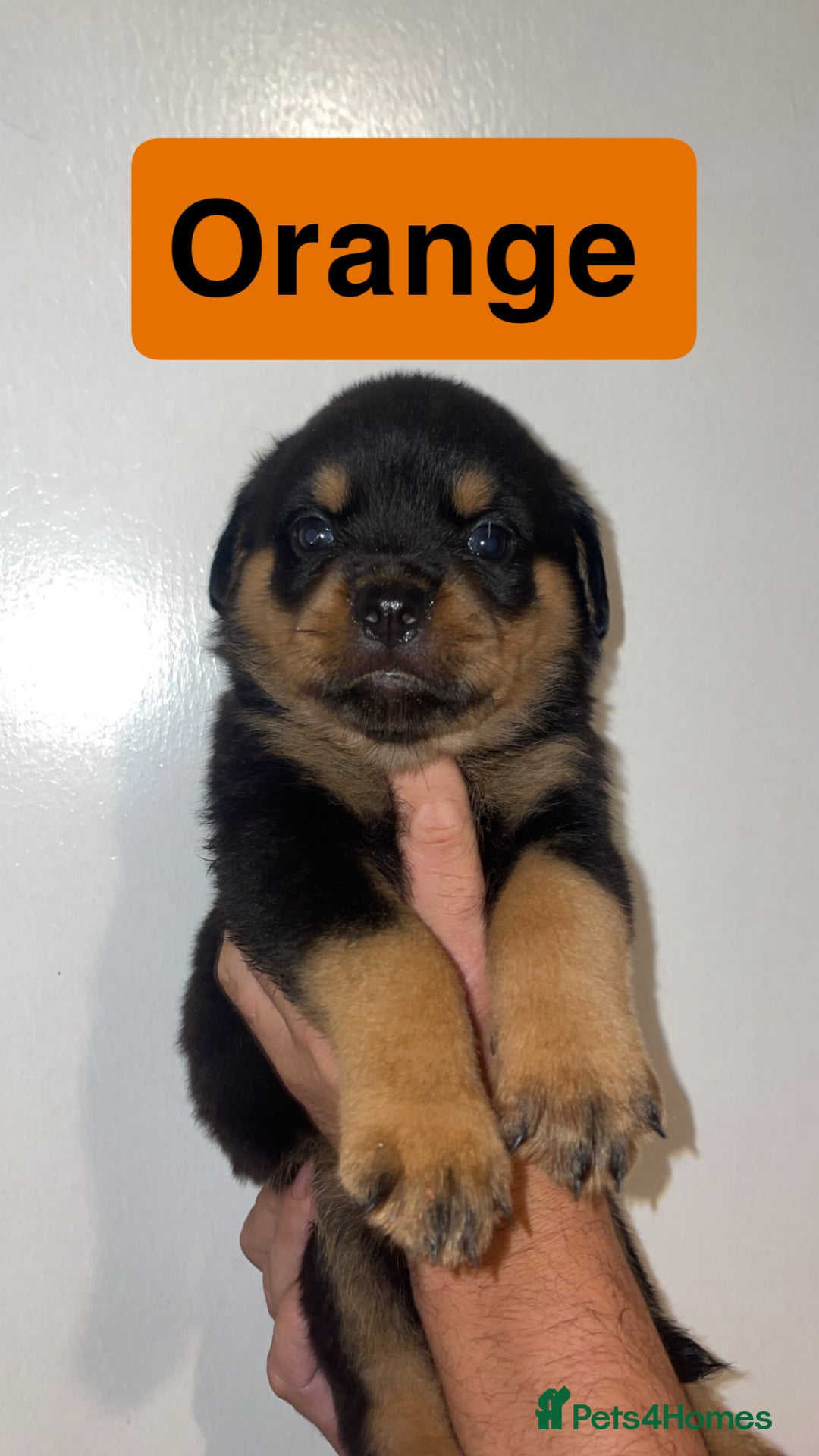 Rottweiler dogs for sale: 11 Chucky Rottweiler puppies for sale  - Image 28
