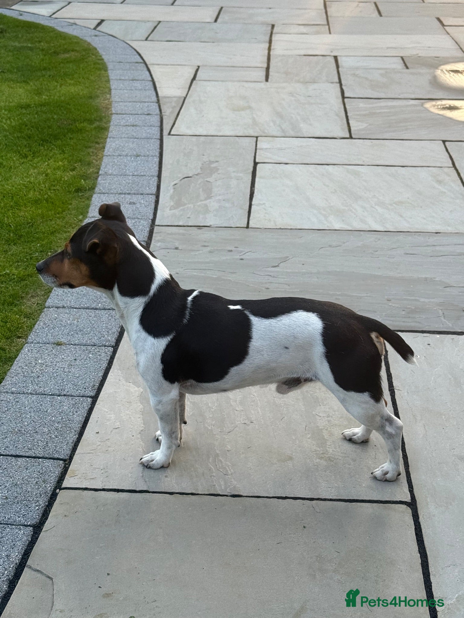 Jack Russell dogs  Miniature Jack Russell Proven & DNA Health Tested - Advert 2