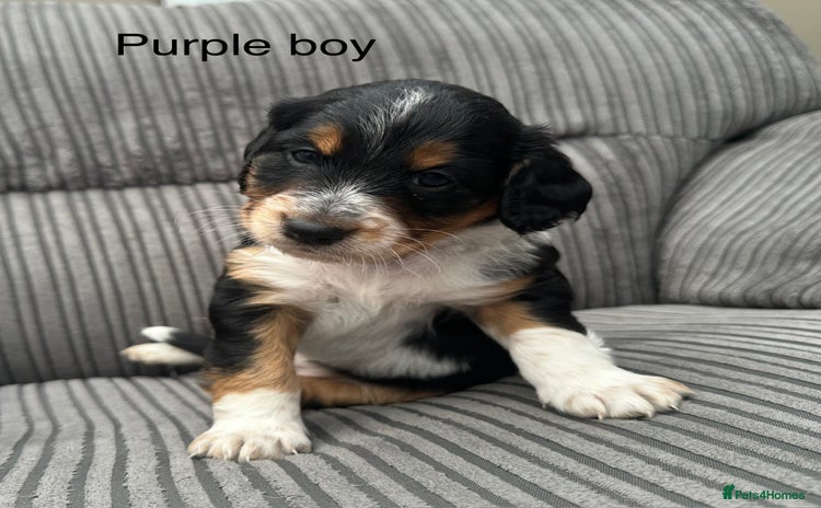 Mixed Breed dogs - Advert 4