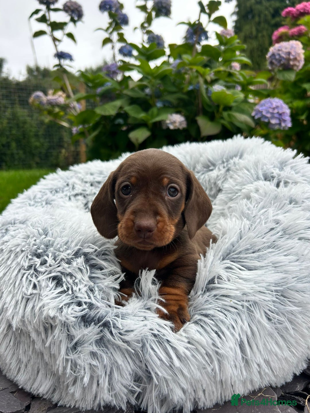 Miniature Dachshund dogs for sale: Kc reg PRA clear miniature dachshund puppies  - Image 14