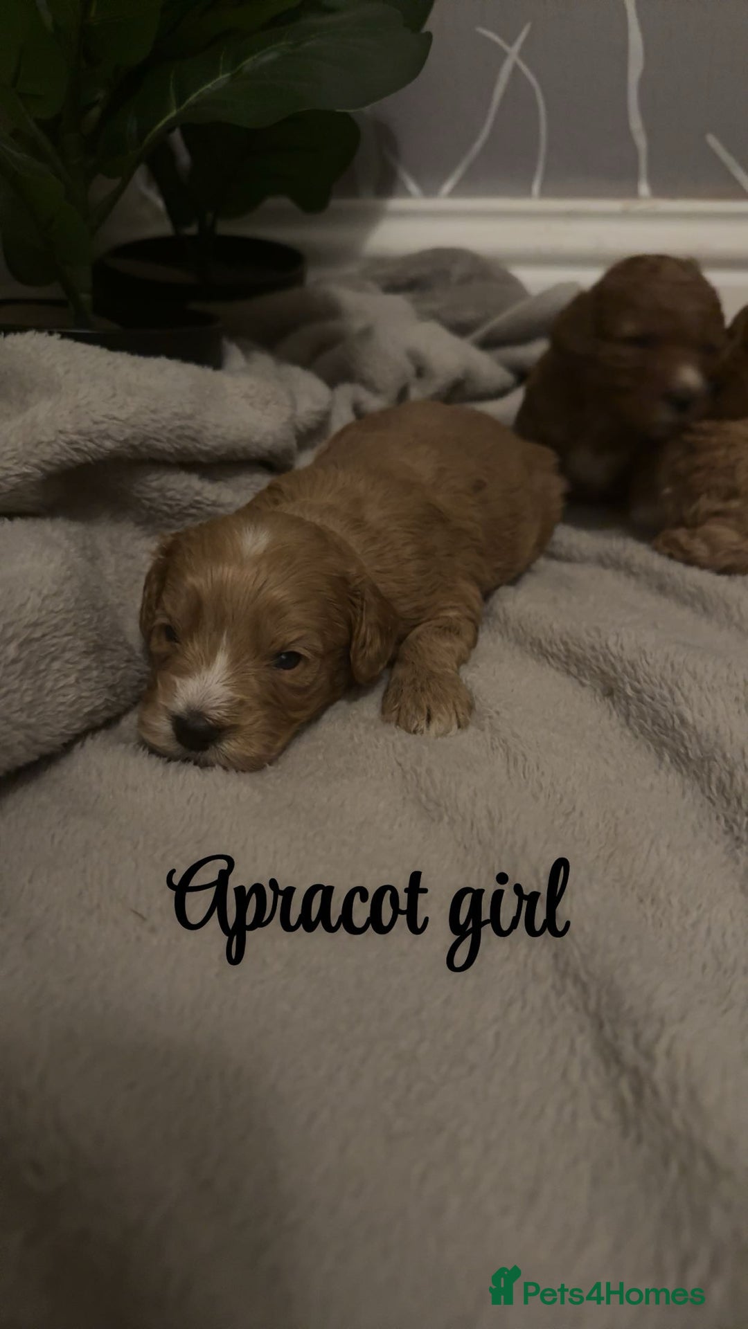 Cavapoo dogs for sale: DNA clear cavapoo puppies  - Advert 5