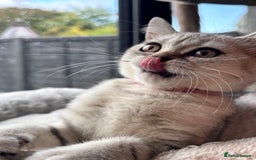 British Shorthair cats for sale: 🐾🌟 Stunningly Rare Silver Tipped (ns12) BSH 🌟🐾 - Image 10