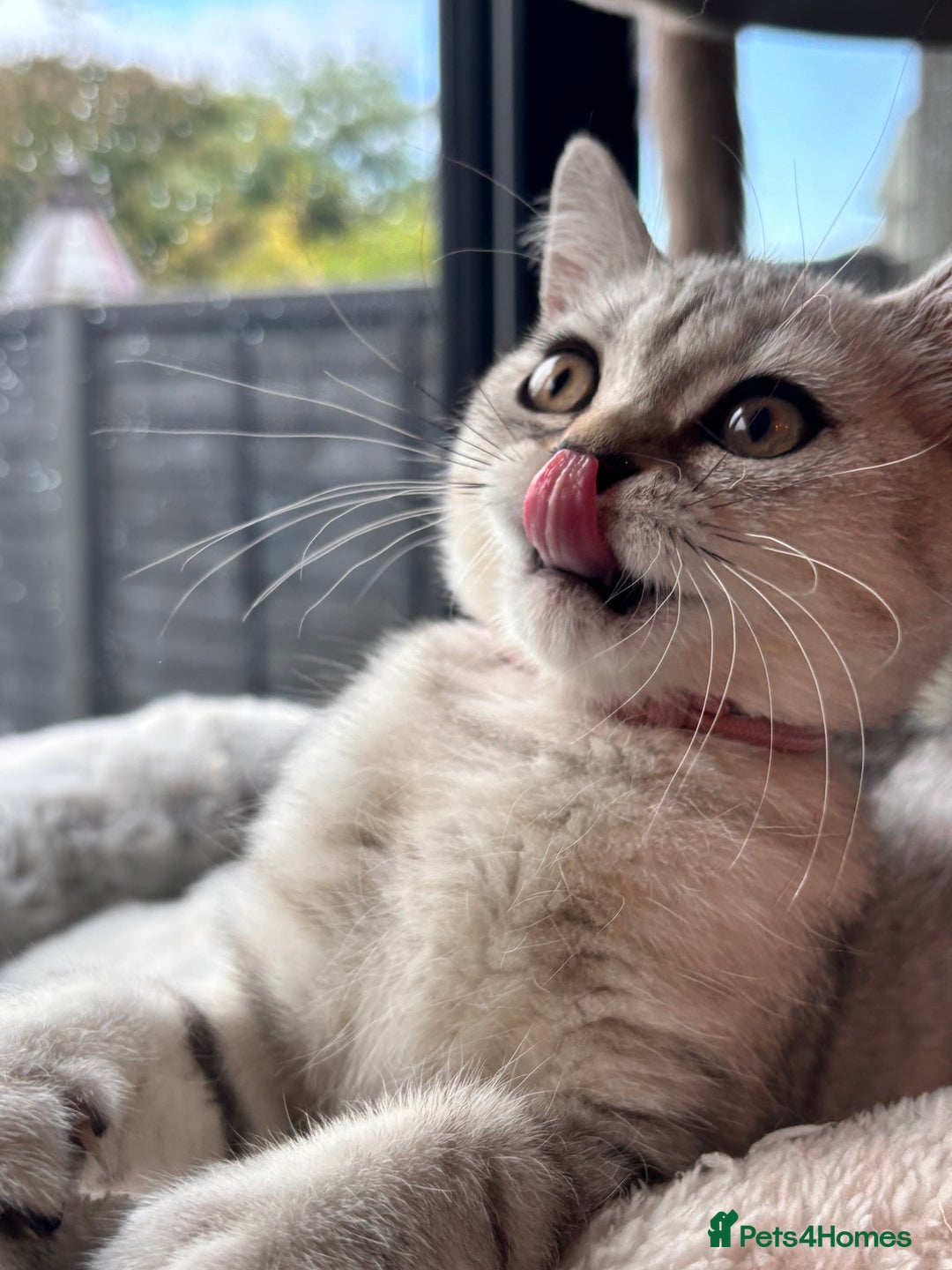 British Shorthair cats for sale: 🐾🌟 Stunningly Rare Silver Tipped (ns12) BSH 🌟🐾 - Image 10