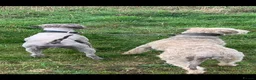 Mixed Breed dogs for sale: Beddy Wheaton x whippet  in Worksop - Advert 8