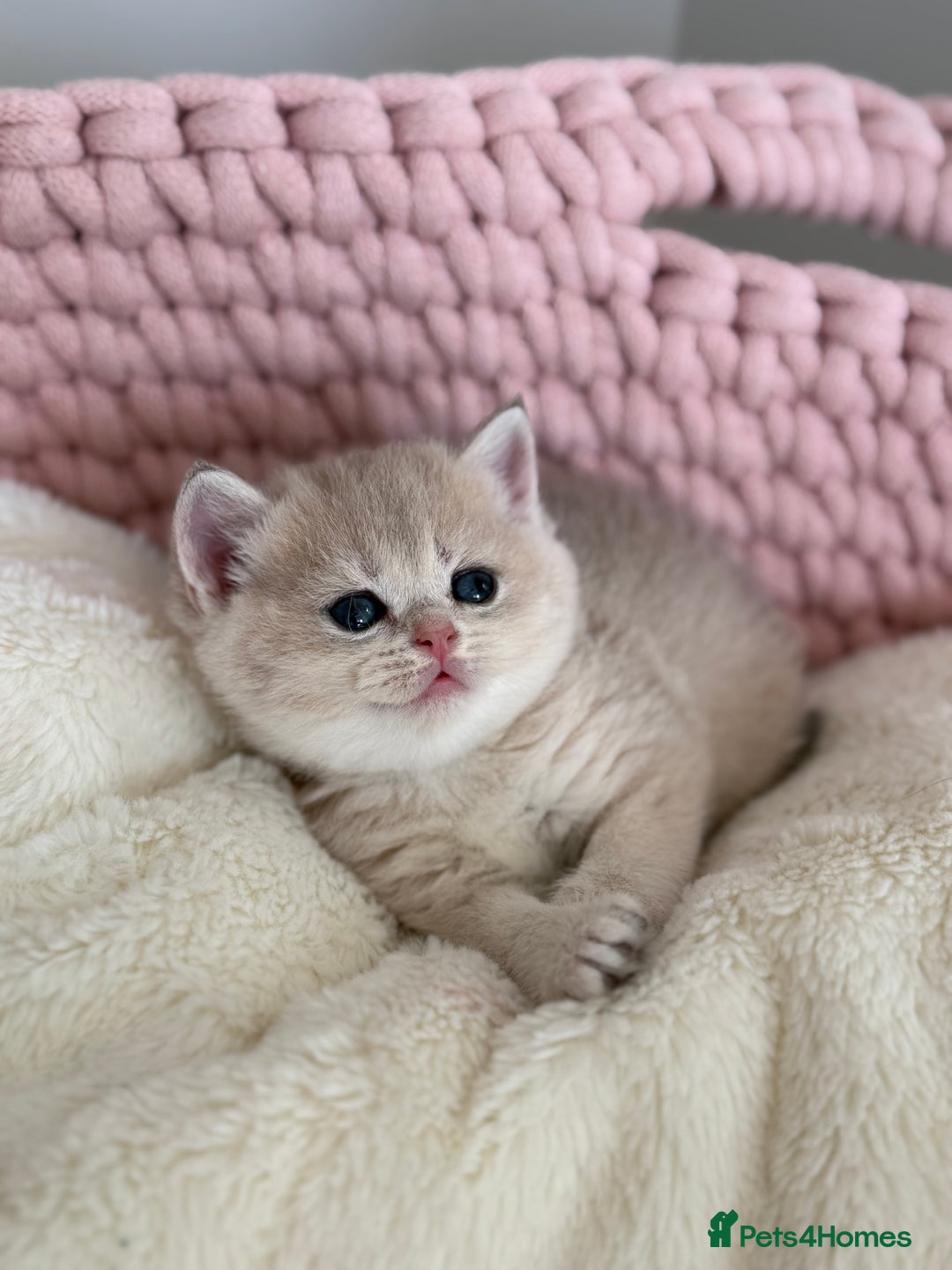 British Shorthair cats for sale: Golden Blue British Shorthair kittens  - Advert 35