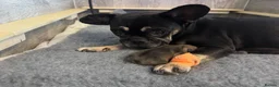 French Bulldog dogs for sale:  🐾 STUNNING KC REG FRENCH BULLDOG PUPPIES  in Livingston - Advert 1