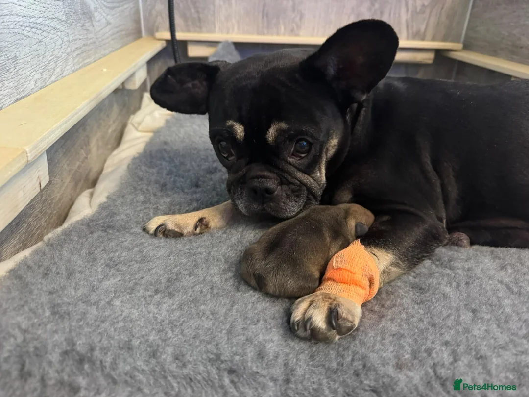 French Bulldog dogs for sale:  🐾 STUNNING KC REG FRENCH BULLDOG PUPPIES  in Livingston - Advert 1