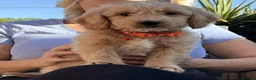 Goldendoodle dogs for sale: Australian Golden Doodle Puppies - READY NOW - Advert 15