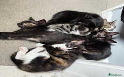 RagaMuffin cats for sale: Ragamuffin kittens  - Image 15