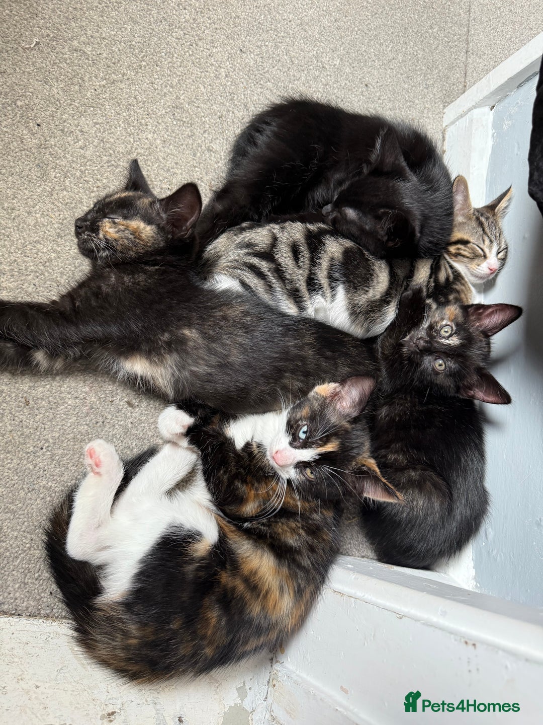 RagaMuffin cats for sale: Ragamuffin kittens  - Image 15