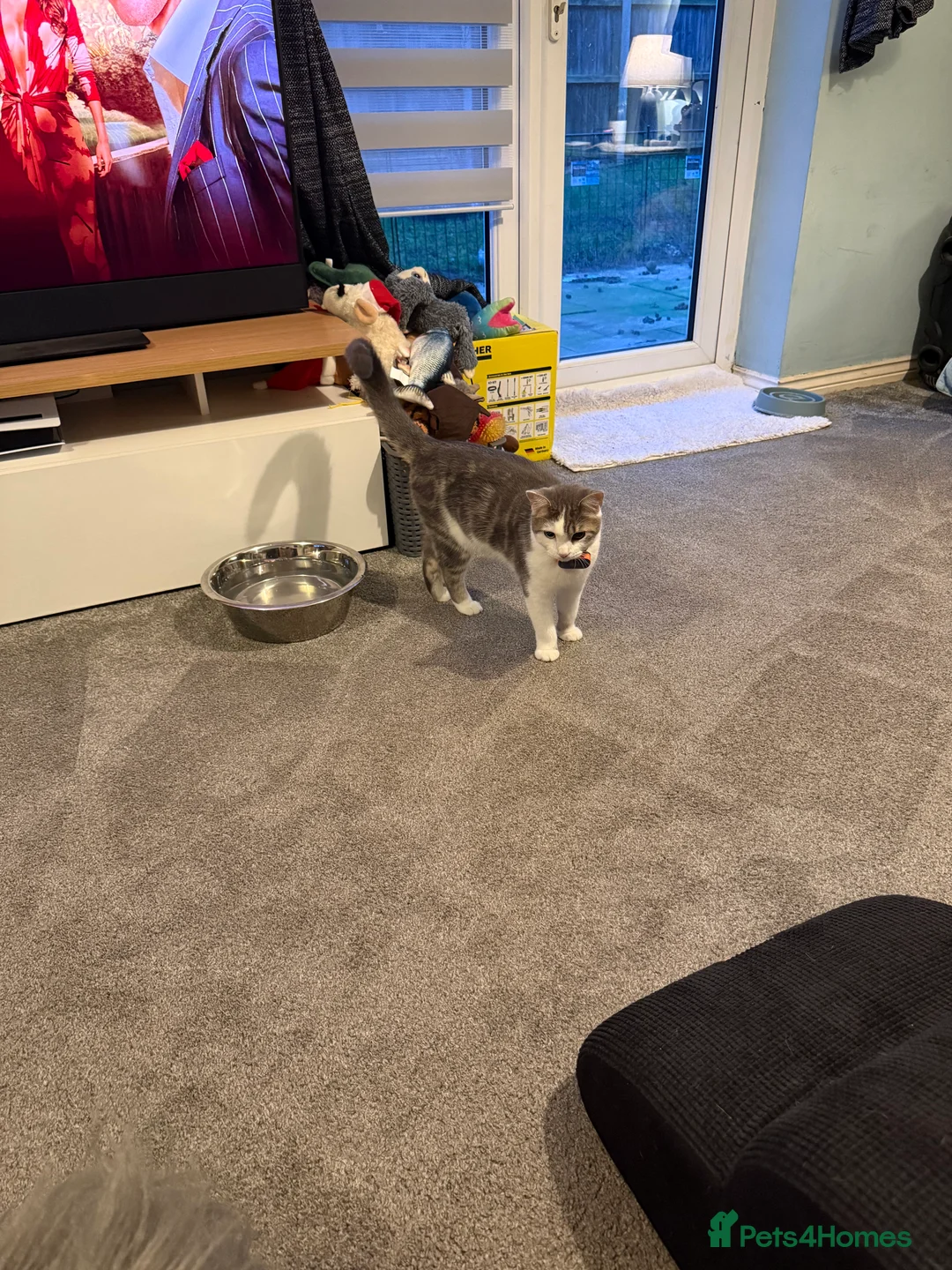 Domestic Shorthair cats for sale: Male 8 months in need of forever home (see desc) - Advert 3