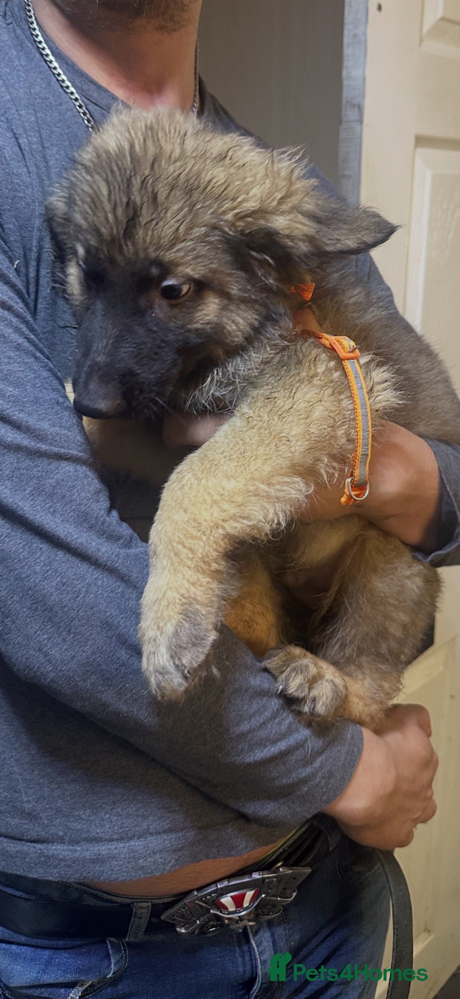 German Shepherd dogs Straight back German shepherd puppys - Advert 2