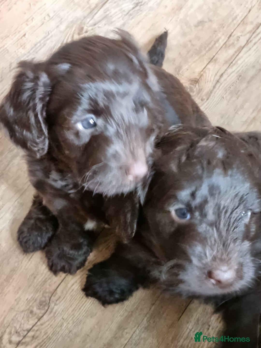 Sproodle dogs for sale: F1 health tested sproodle puppies  in Kidderminster - Image 15