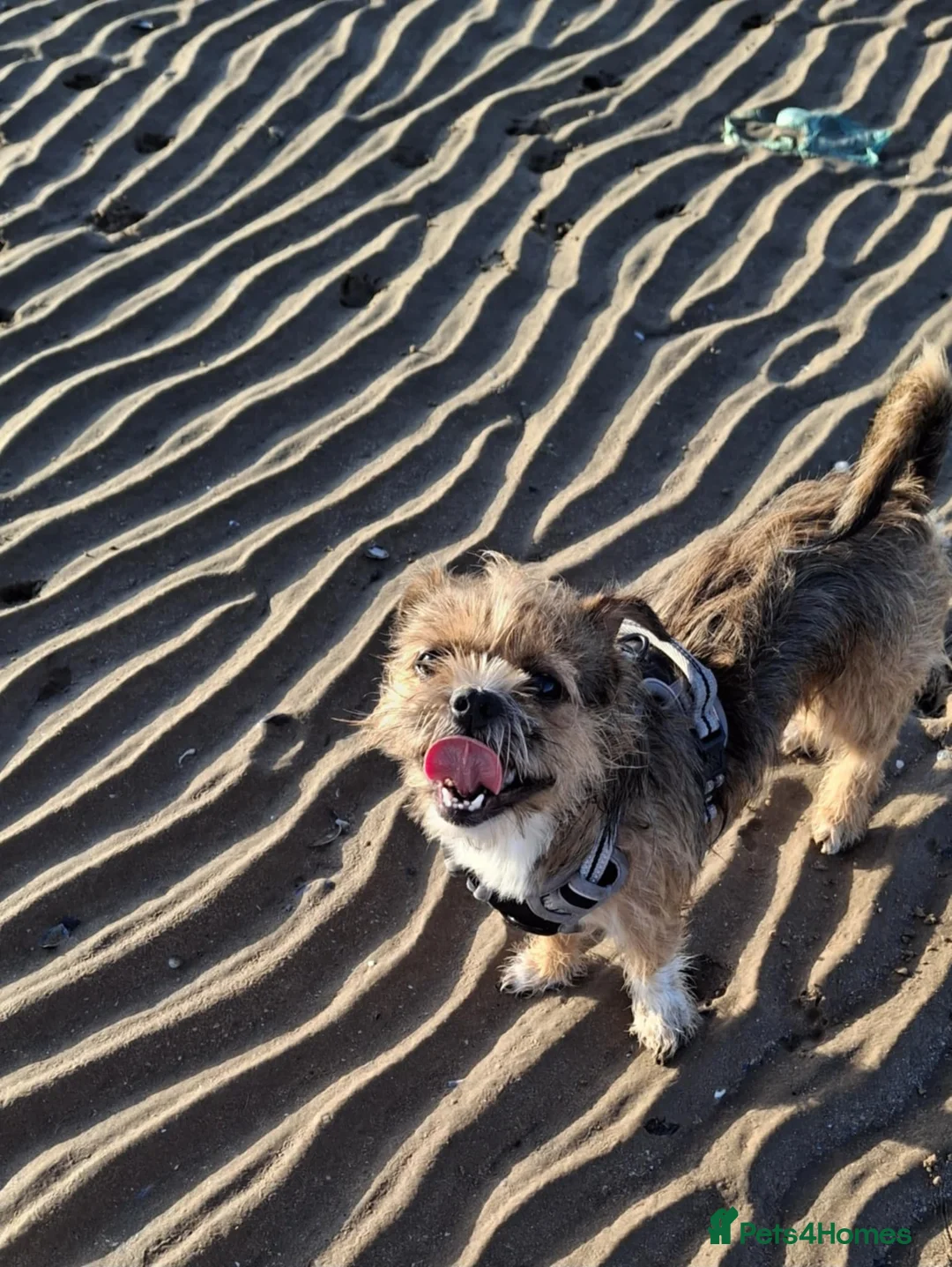 Mixed Breed dogs for sale: JACK russel X CHIHUAHUA x shitzu  - Advert 4