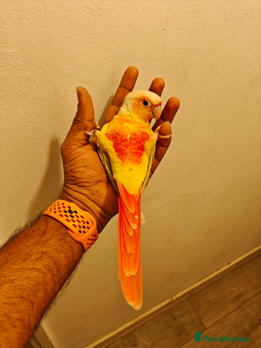 Conures birds for sale: Beautiful tammed Suncheek conure - Advert 2