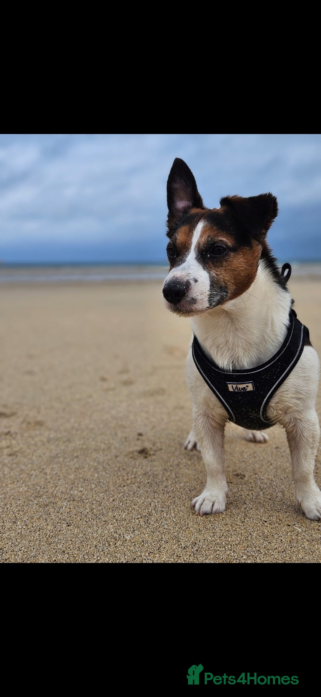 Jack Russell dogs for sale: Gorgeous Chunky Jack Russell Pups for sale - Advert 12