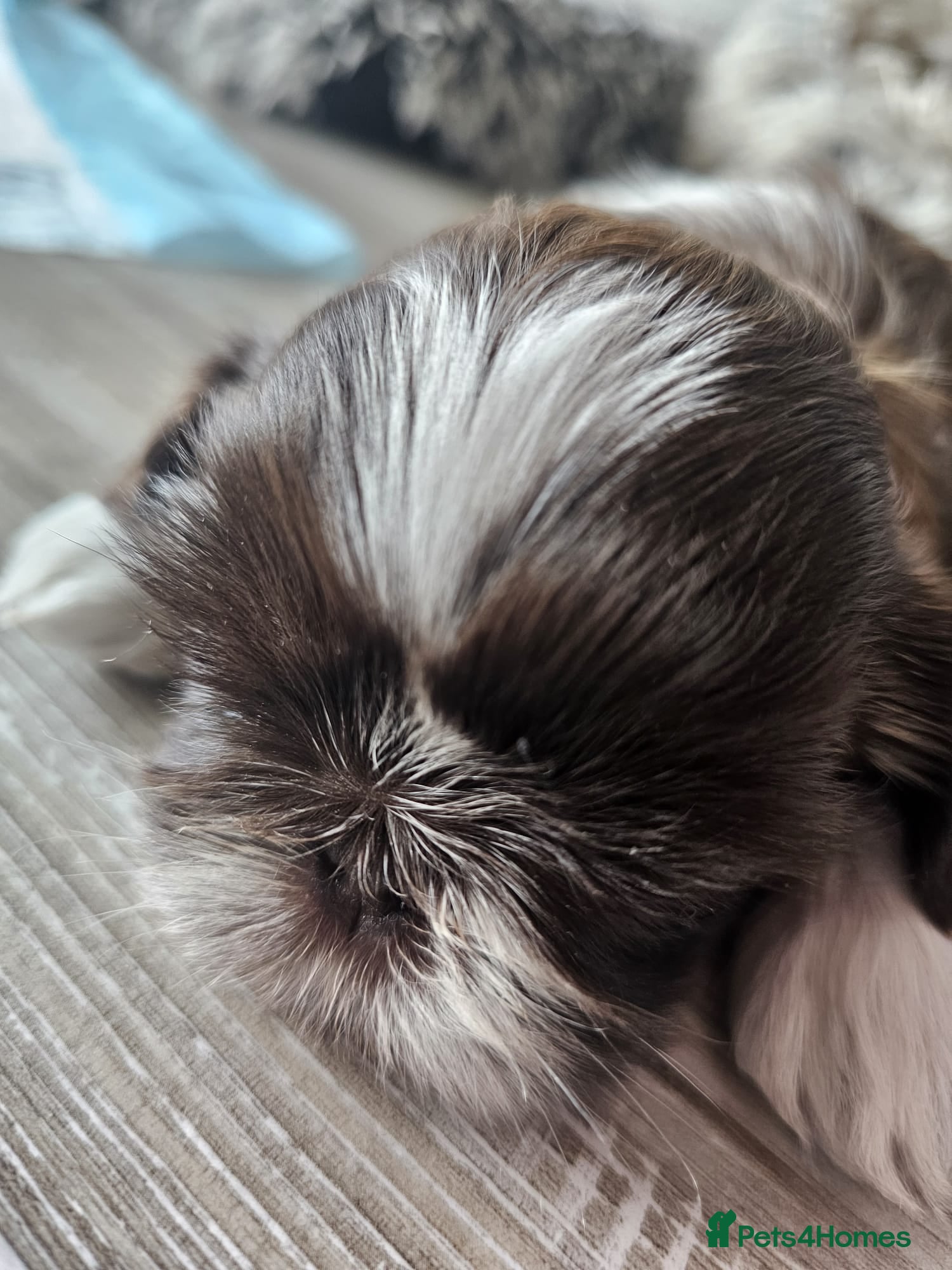 Shih Tzu dogs Two Beautiful Girls  - Advert 1