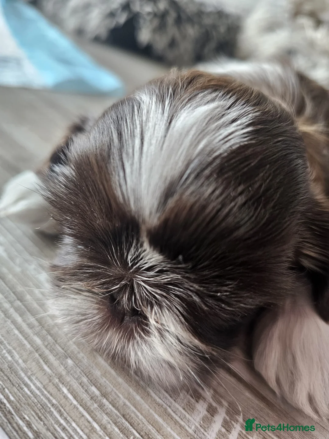 Shih Tzu dogs for sale: Two Beautiful Girls  - Advert 1