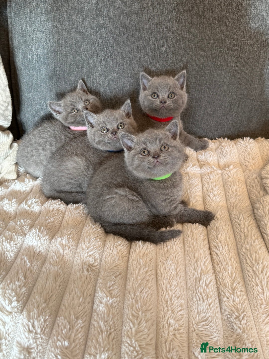 British Shorthair cats for sale: Gorgeous British Shorthair Blue Kittens - Advert 1