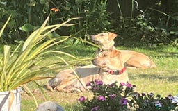 Mixed Breed dogs for adoption: Coco – 5 years old, Female, Possibly Lab Mix  - Image 14